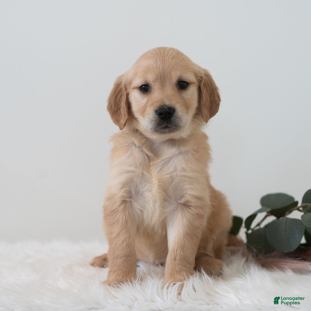 Golden Retriever dogs for sale: Shyanne  - Ad 2