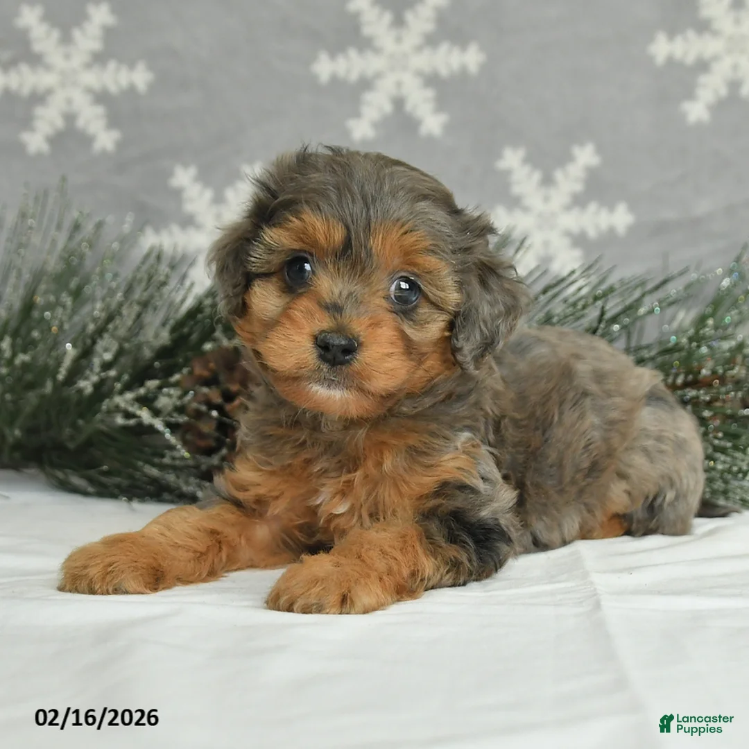Mini Aussiedoodle dogs for sale: Curtis - Ad 2