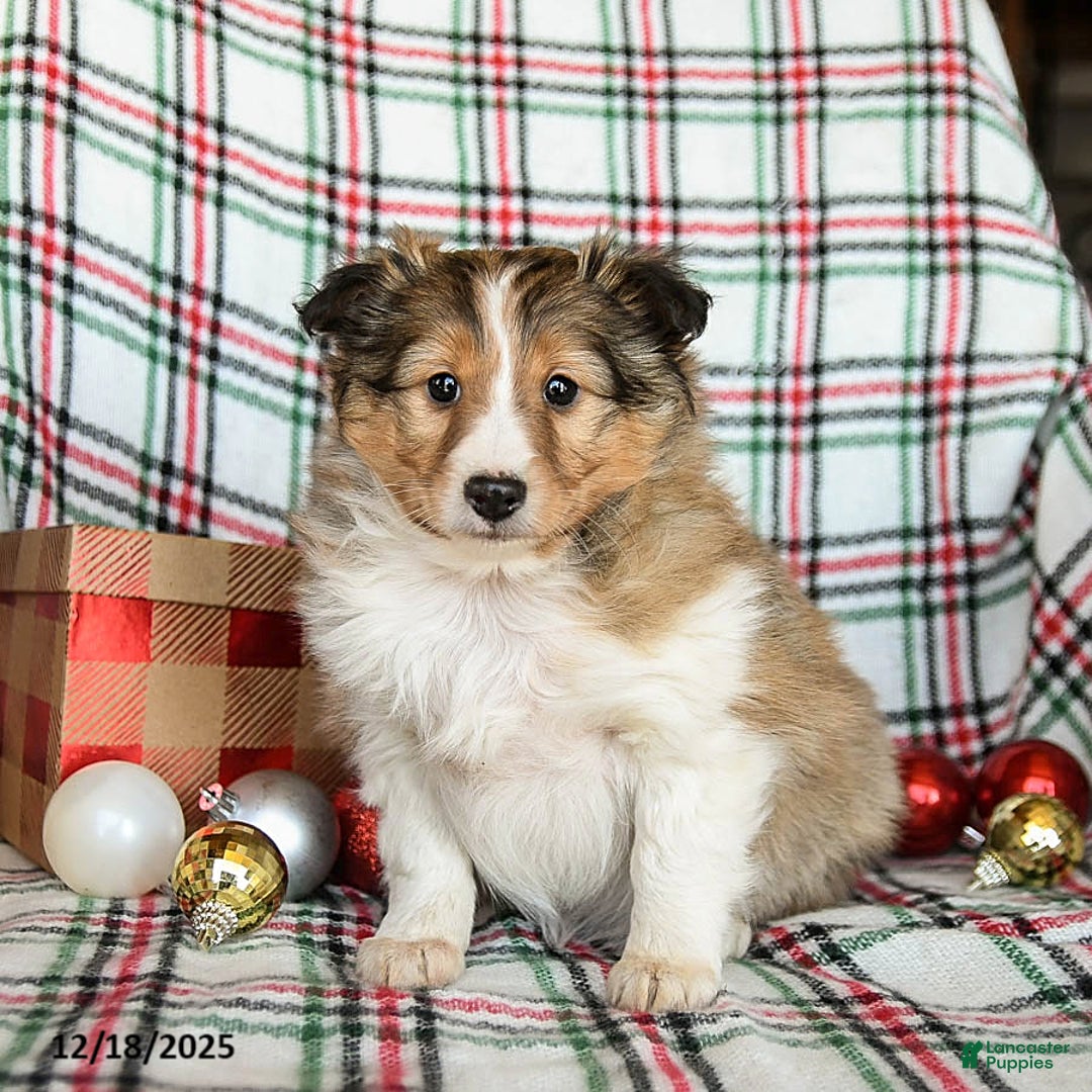 Shetland Sheepdog dogs for sale: Mandy - Ad 2