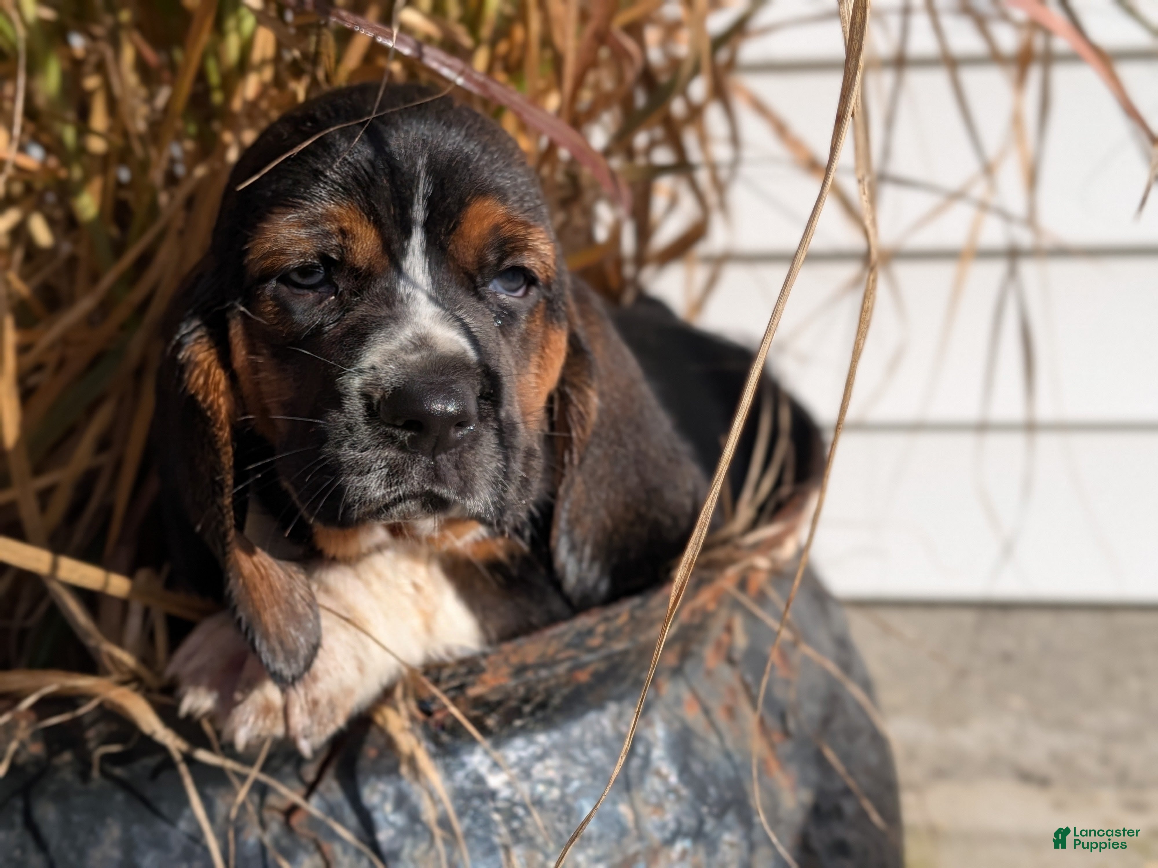 Basset Hound dogs for sale: Honey - Ad 1