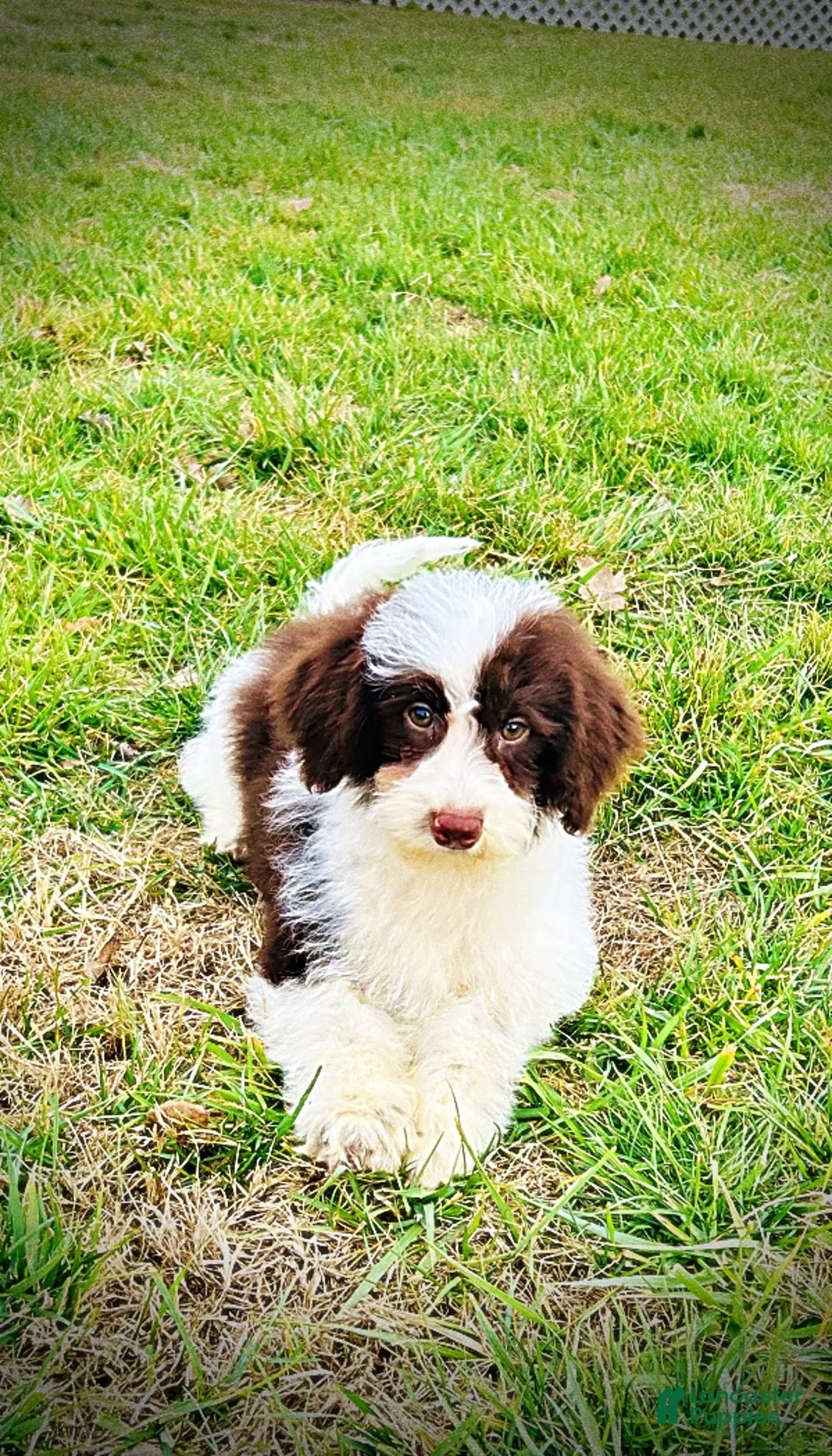 Havapoo dogs for sale: Simba - Ad 15