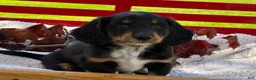 Miniature Dachshund dogs for sale: Baxter - Ad 6