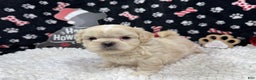 Shih Tzu dogs for sale: Shih Tzu Puppy 1 - Ad 1