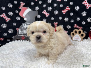 Shih Tzu dogs Shih Tzu Puppy 1 - Ad 5