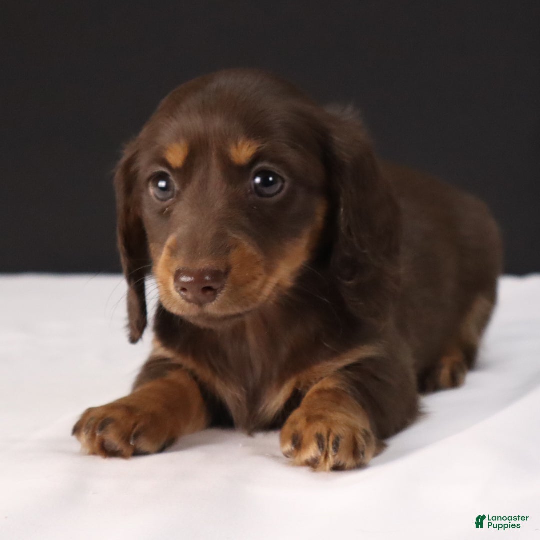 Dachshund dogs for sale: Lilly - Ad 5