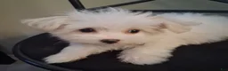 Maltese dogs for sale: Zeb - Ad 5