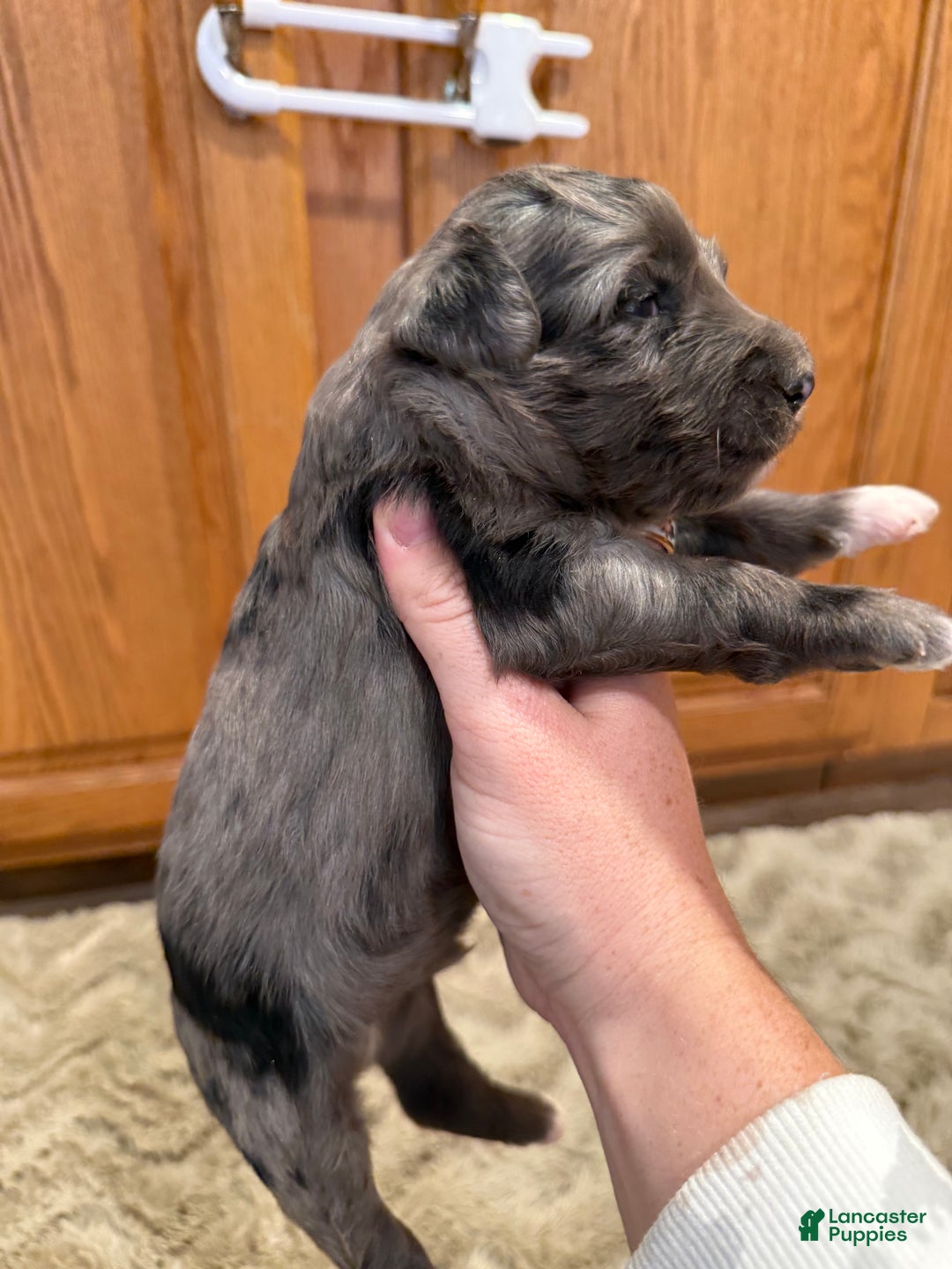 Goldendoodle dogs for sale: Malcom - Ad 3