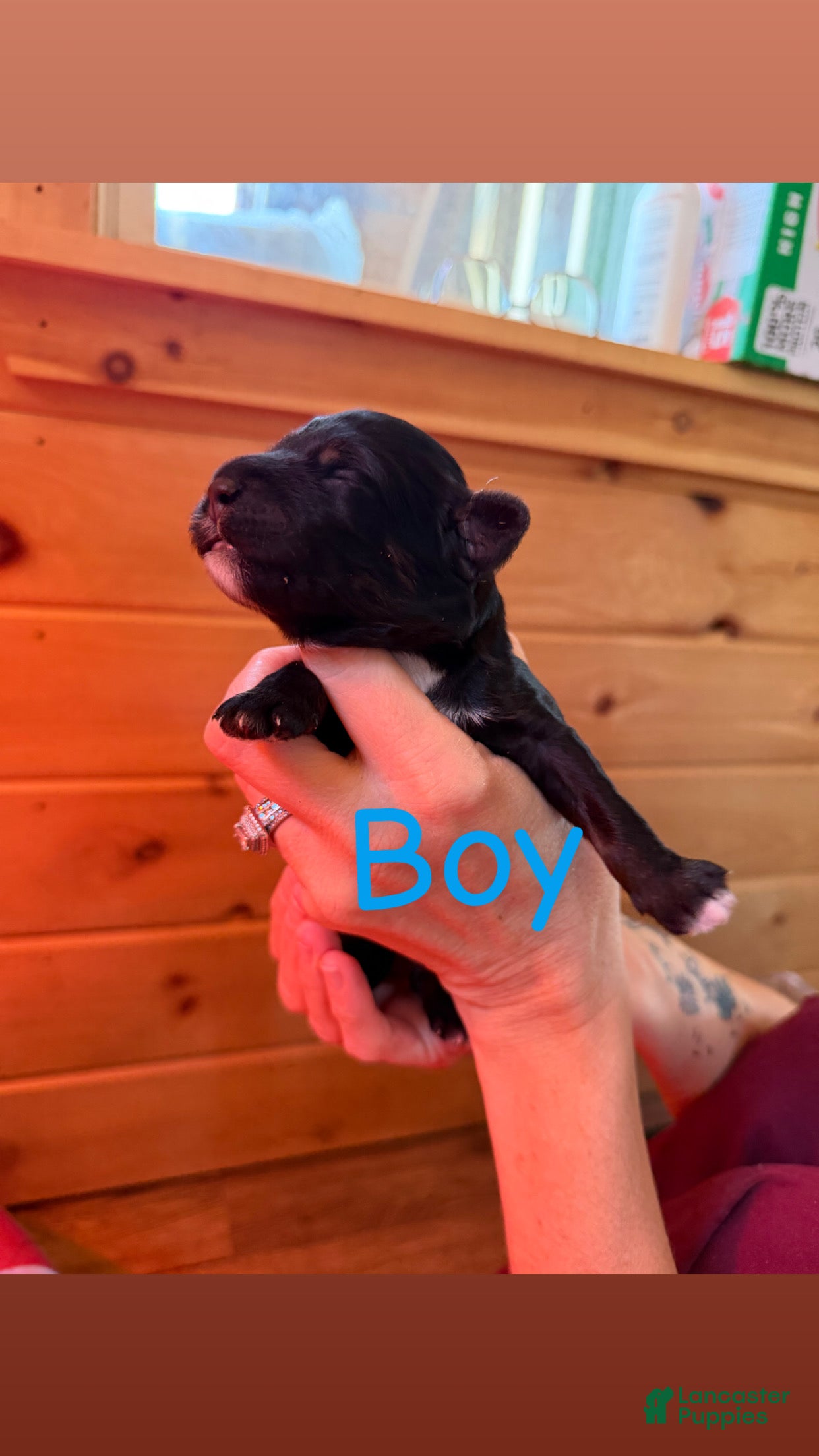 Mixed Breed dogs for sale: Mixed Breed 3 - Ad 33