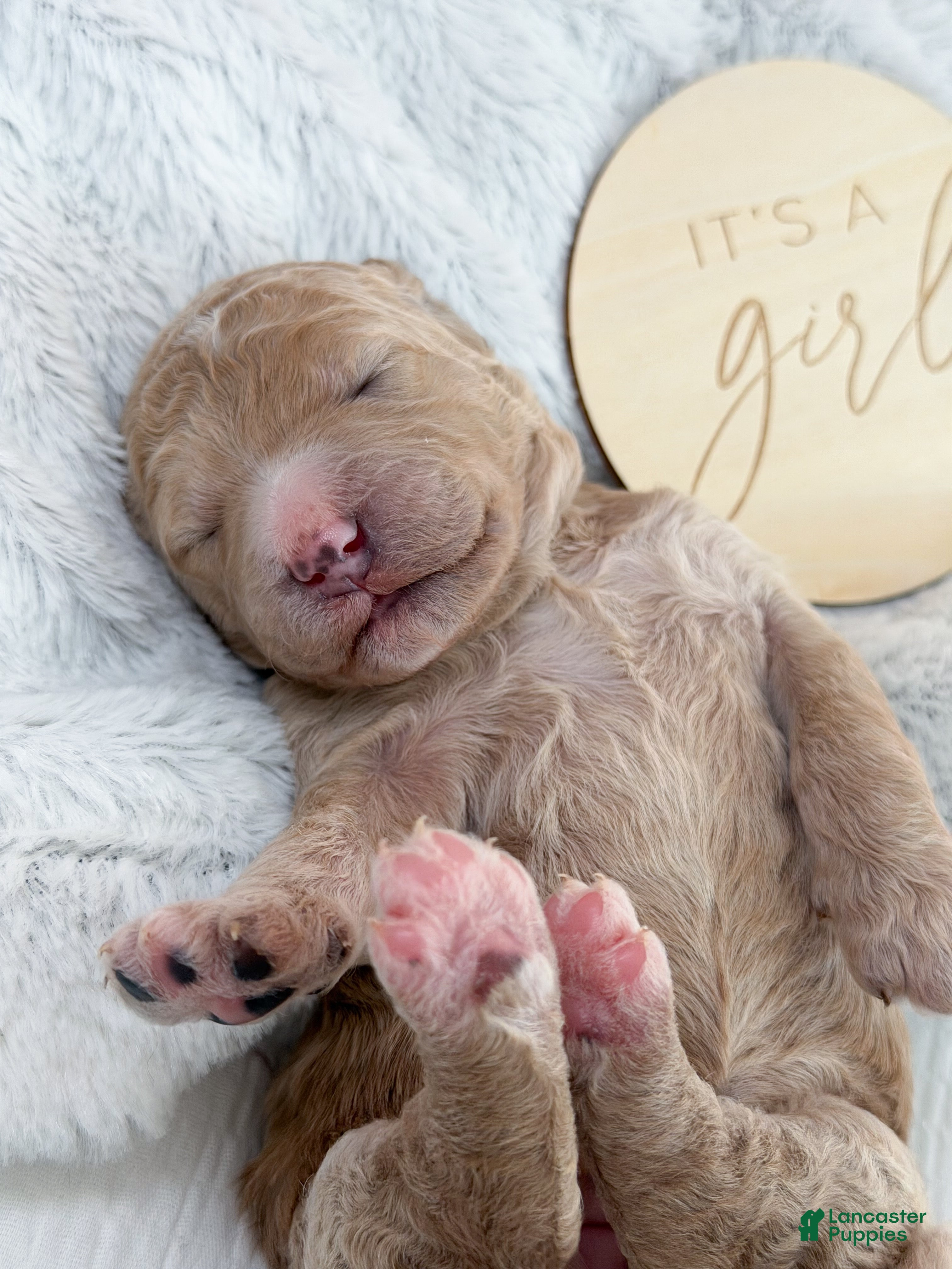 Goldendoodle dogs Dixie - Ad 38