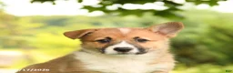 Welsh Corgi Pembroke dogs for sale: Jodi - Ad 5
