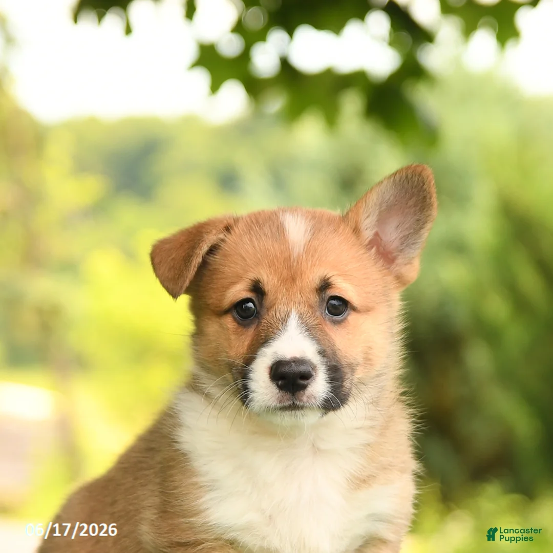 Welsh Corgi Pembroke dogs for sale: Jodi - Ad 5