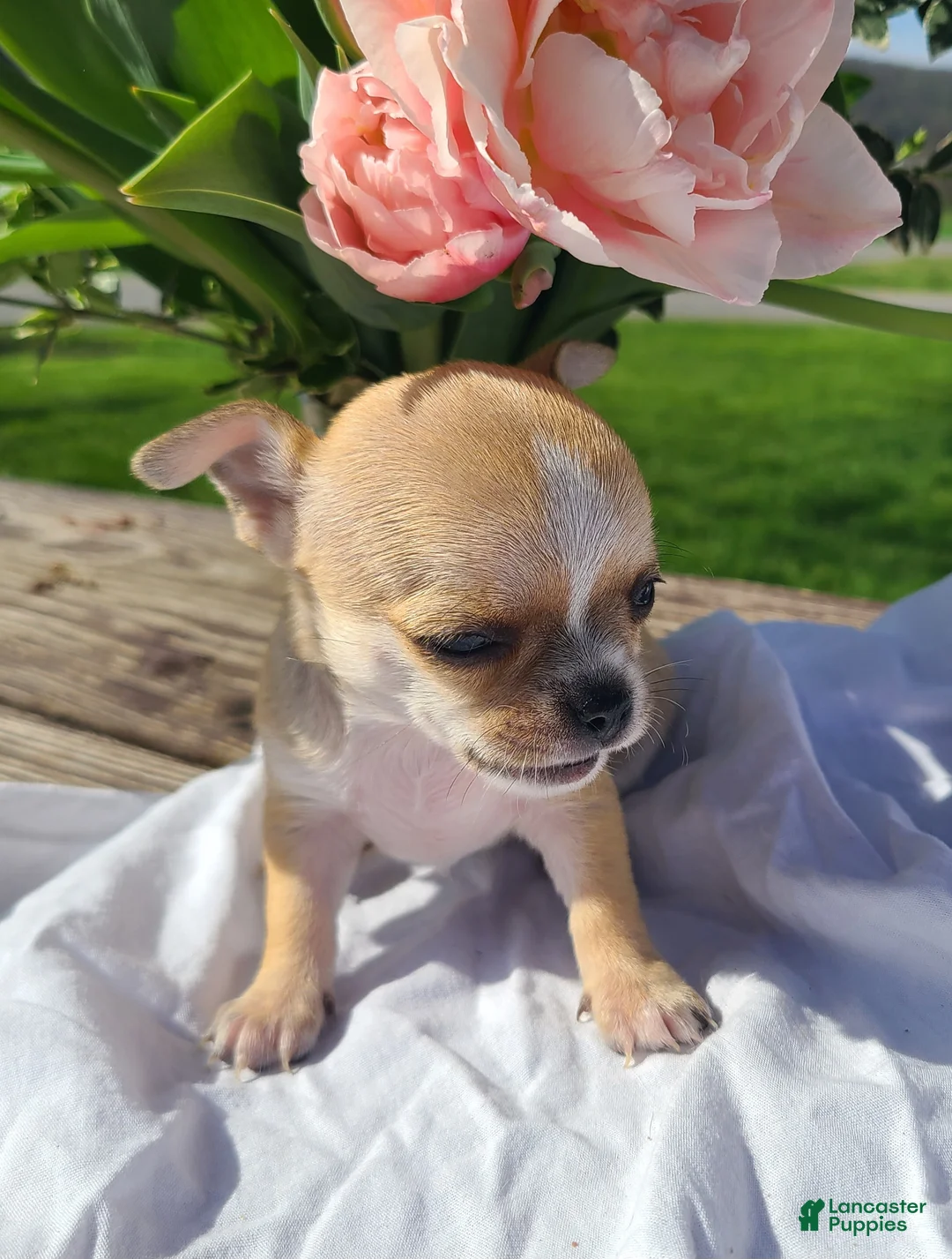 Chihuahua dogs for sale: Harmony - Ad 2