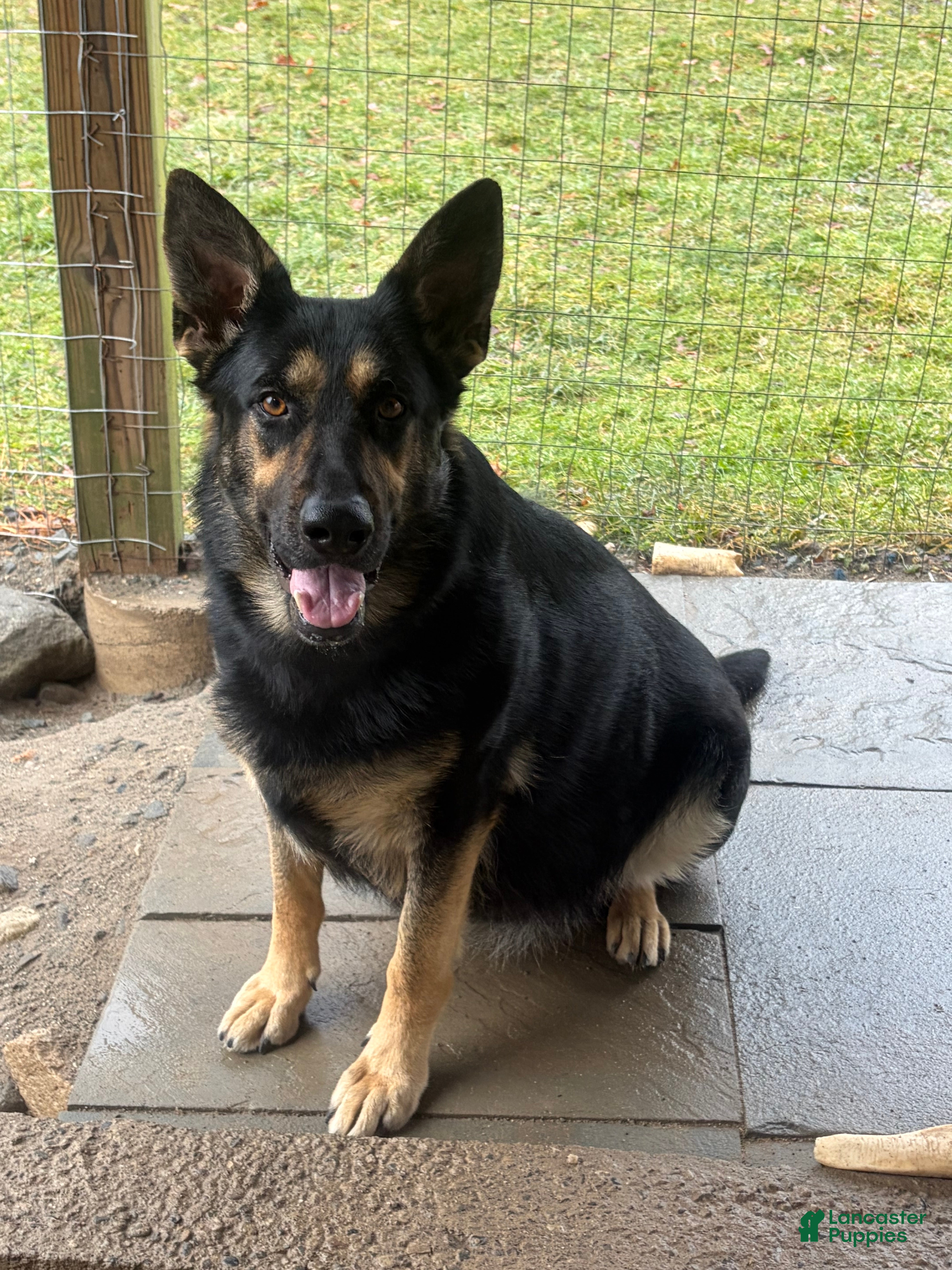 German Shepherd dogs German Shepherd Puppy 1 - Ad 2