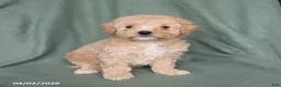 Maltipoo dogs for sale: Hope - Ad 5