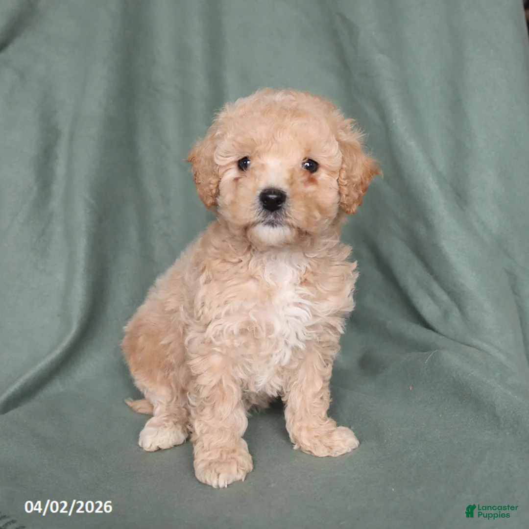 Maltipoo dogs for sale: Hope - Ad 5