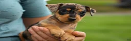 Miniature Pinscher dogs for sale: ACE - Ad 21