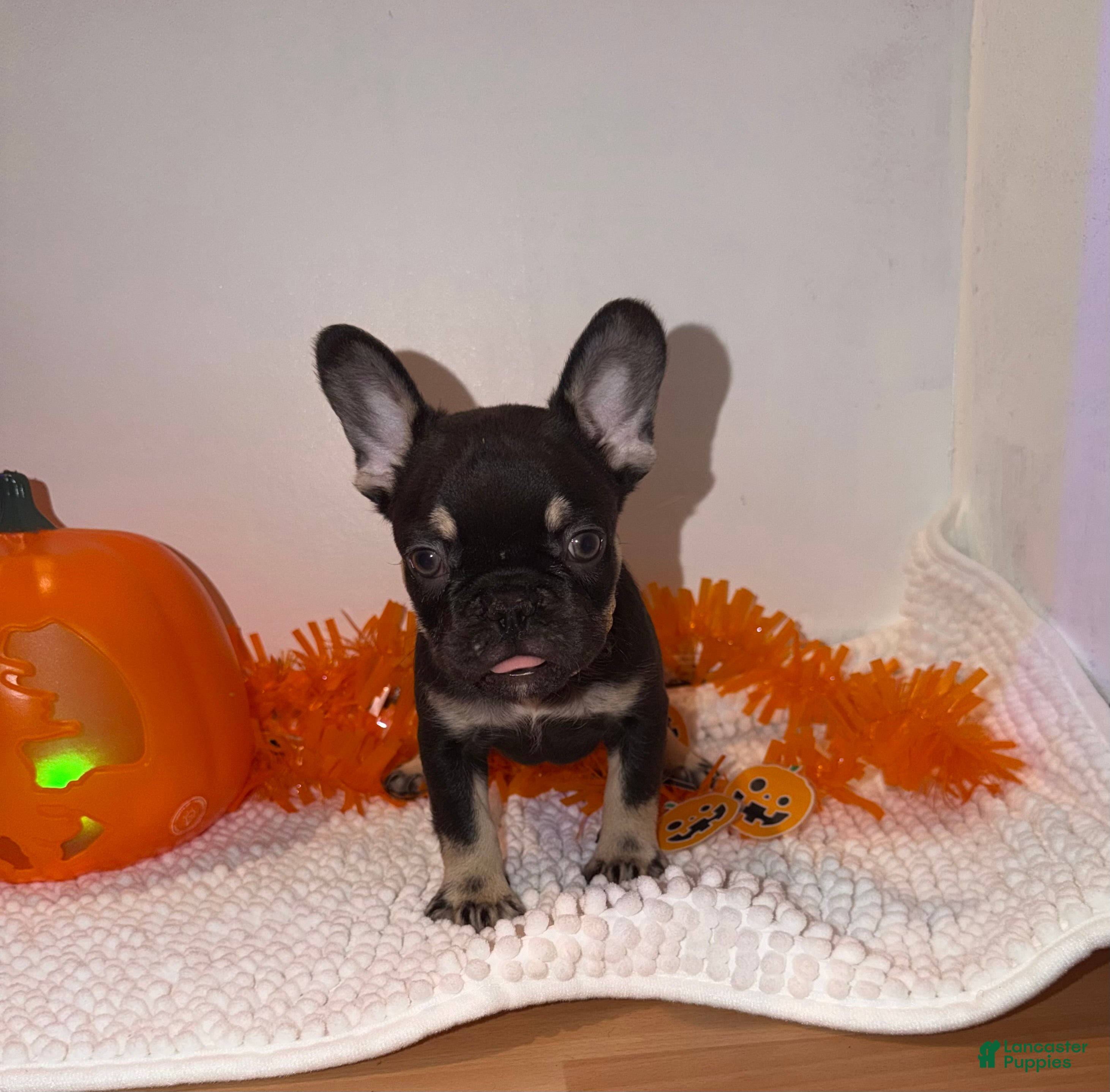 French Bulldog dogs for sale: Cocoa male - Ad 2