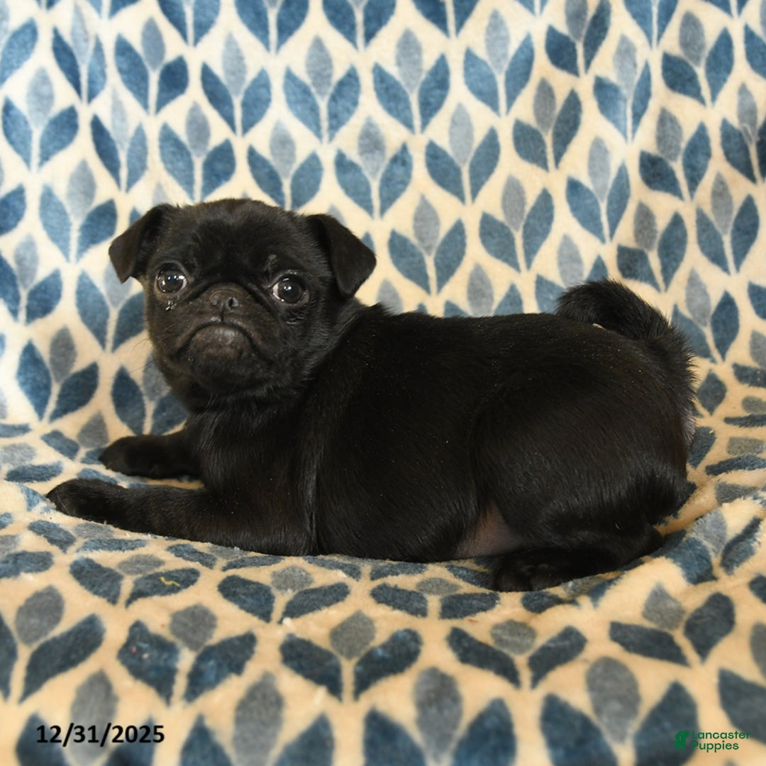 Pug dogs for sale: Legend - Ad 3