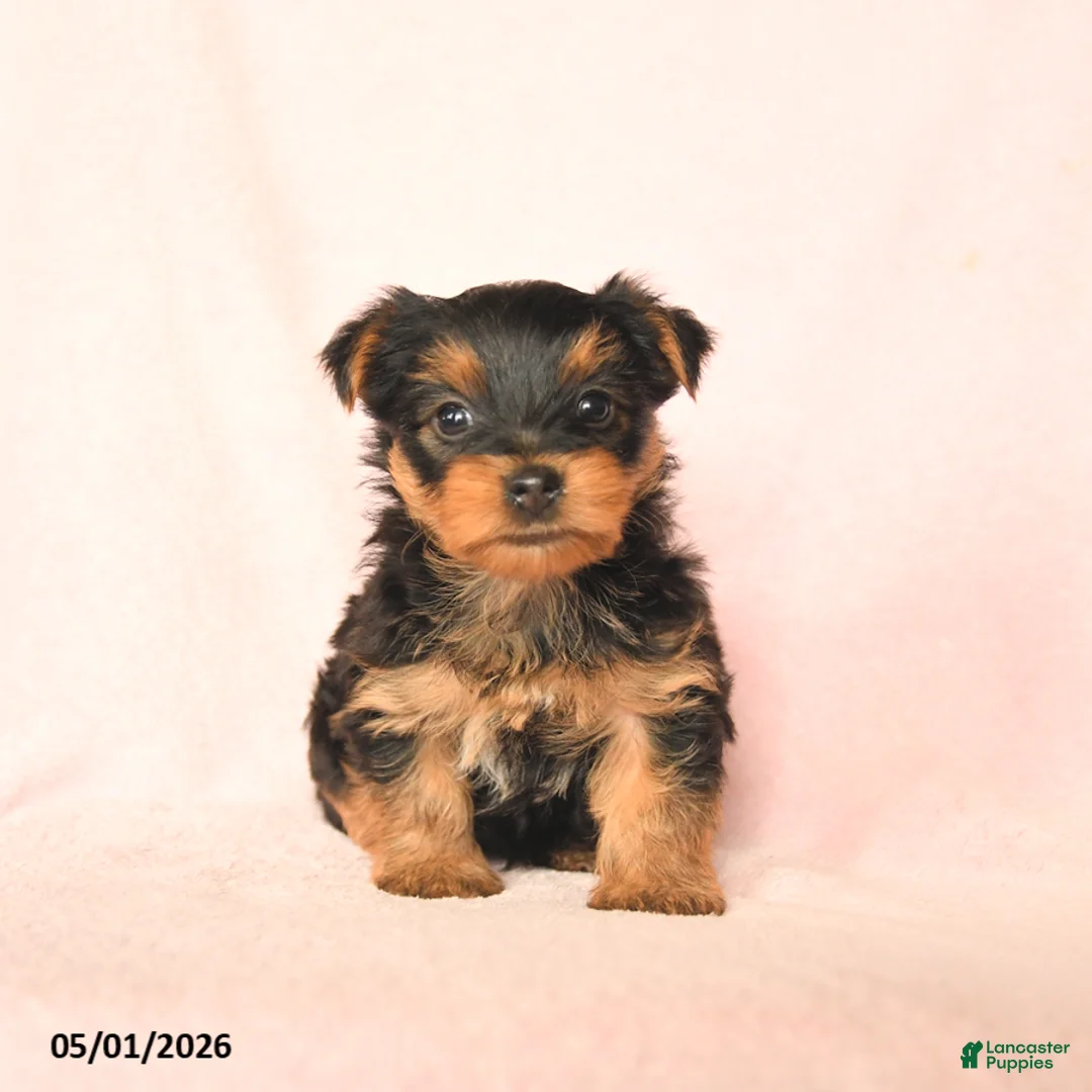 Yorkshire Terrier dogs for sale: Bella   - Ad 1
