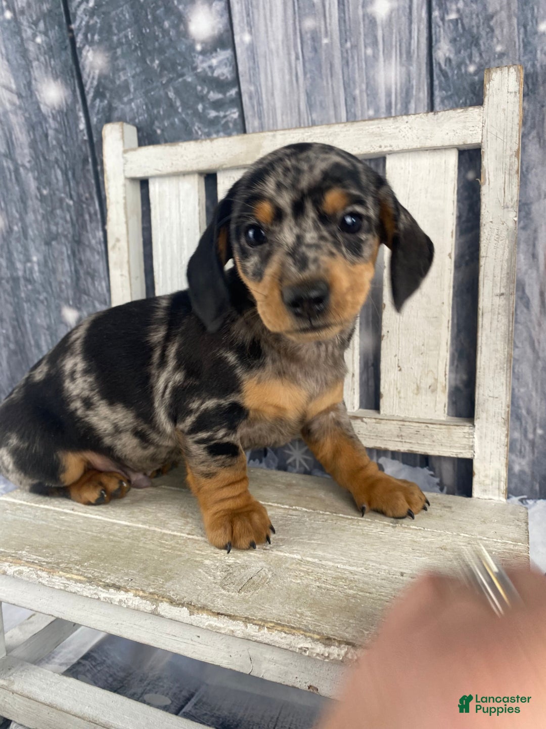 Miniature Dachshund dogs for sale: Teddy - Ad 1