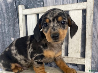 Miniature Dachshund dogs Teddy - Ad 21