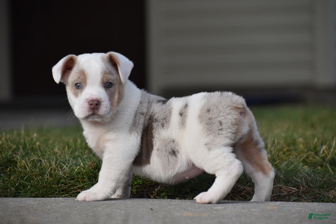 Mixed Breed dogs for sale: Jane - Ad 6