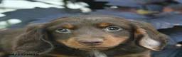 Miniature Dachshund dogs for sale: Buddy  - Ad 5