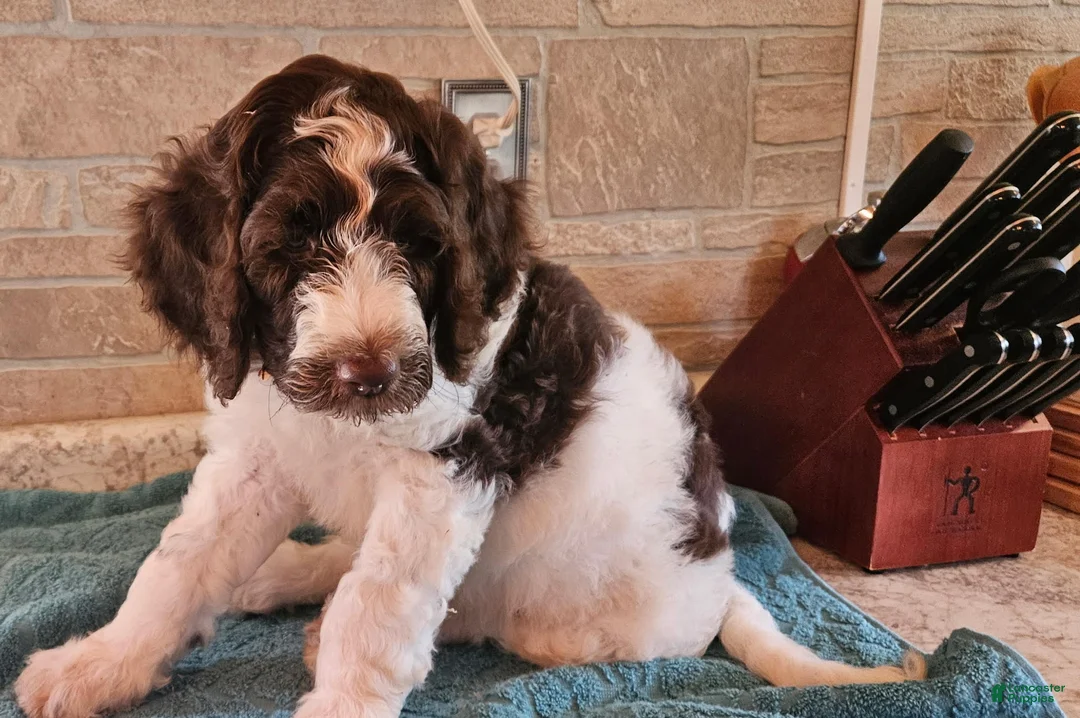 Goldendoodle dogs for sale: Jax - Ad 2