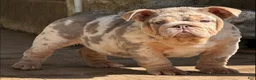 English Bulldog dogs for sale: Peach - Ad 9