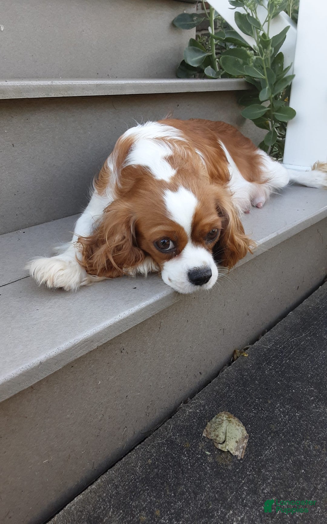 Gallery Image {{count}}