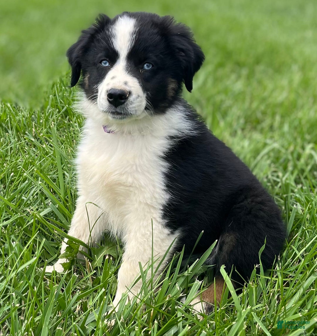 Gallery Image {{count}}