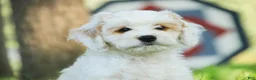 Mixed Breed dogs for sale: Gnome Munchkin Bernedoodle - Ad 5