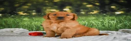 Golden Retriever dogs for sale: Jack - Ad 8