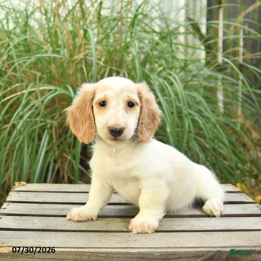 Miniature Dachshund dogs Pom pom - Ad 1