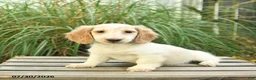 Miniature Dachshund dogs for sale: Pom pom - Ad 1