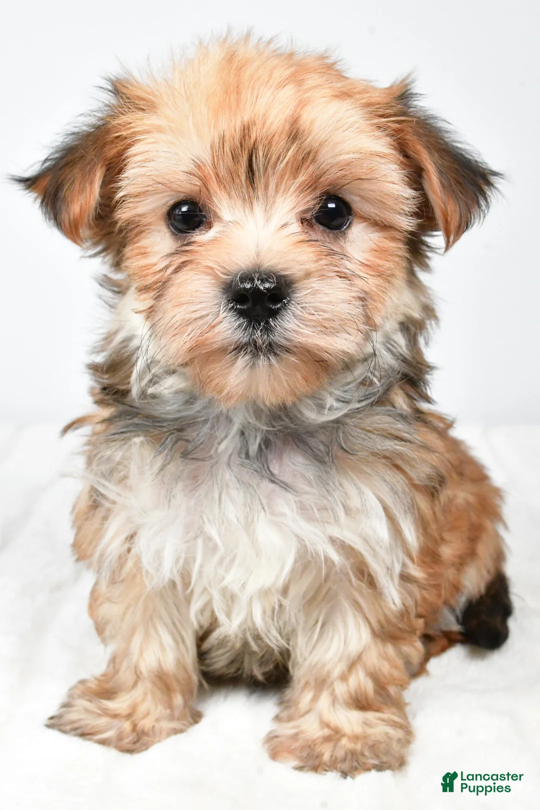 Morkie dogs for sale: Megen - Ad 2