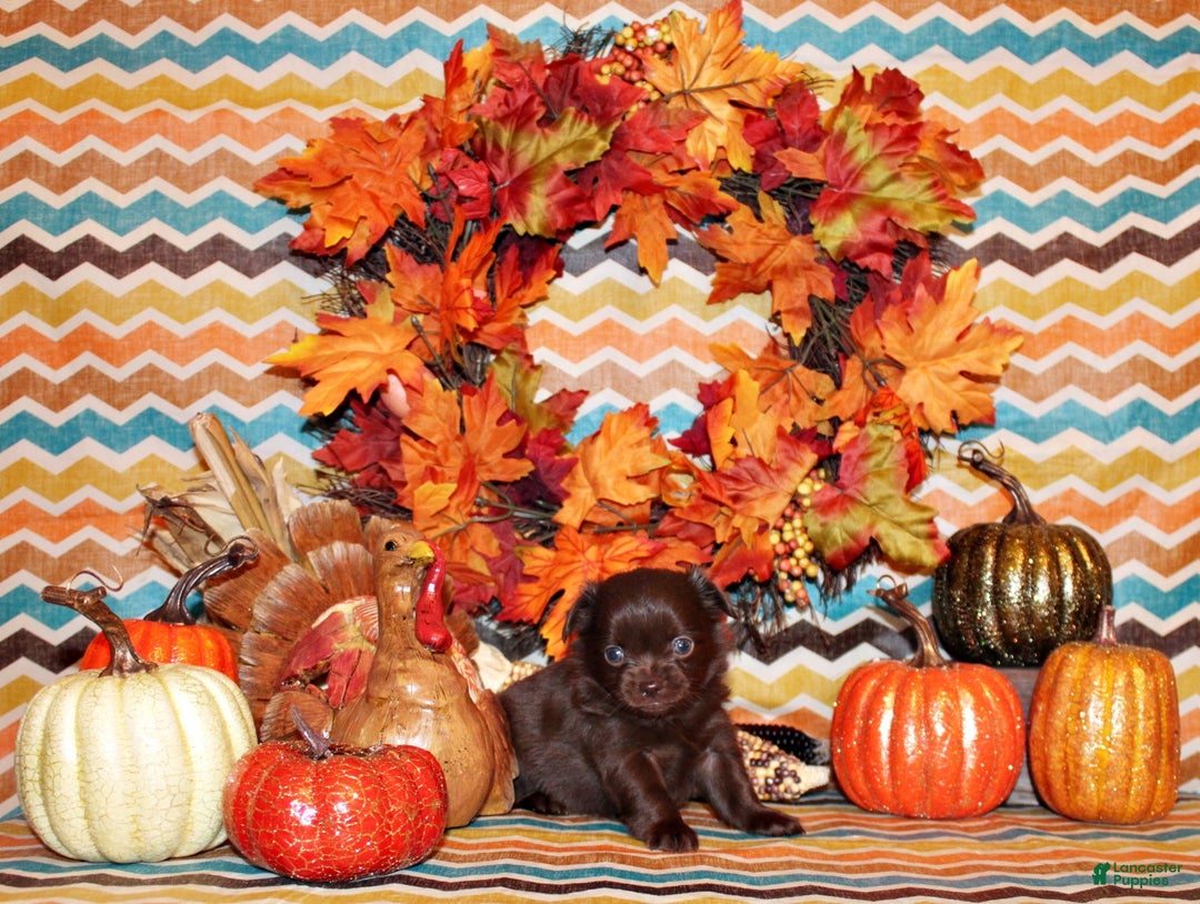 Chihuahua dogs for sale: Whistler - Ad 2