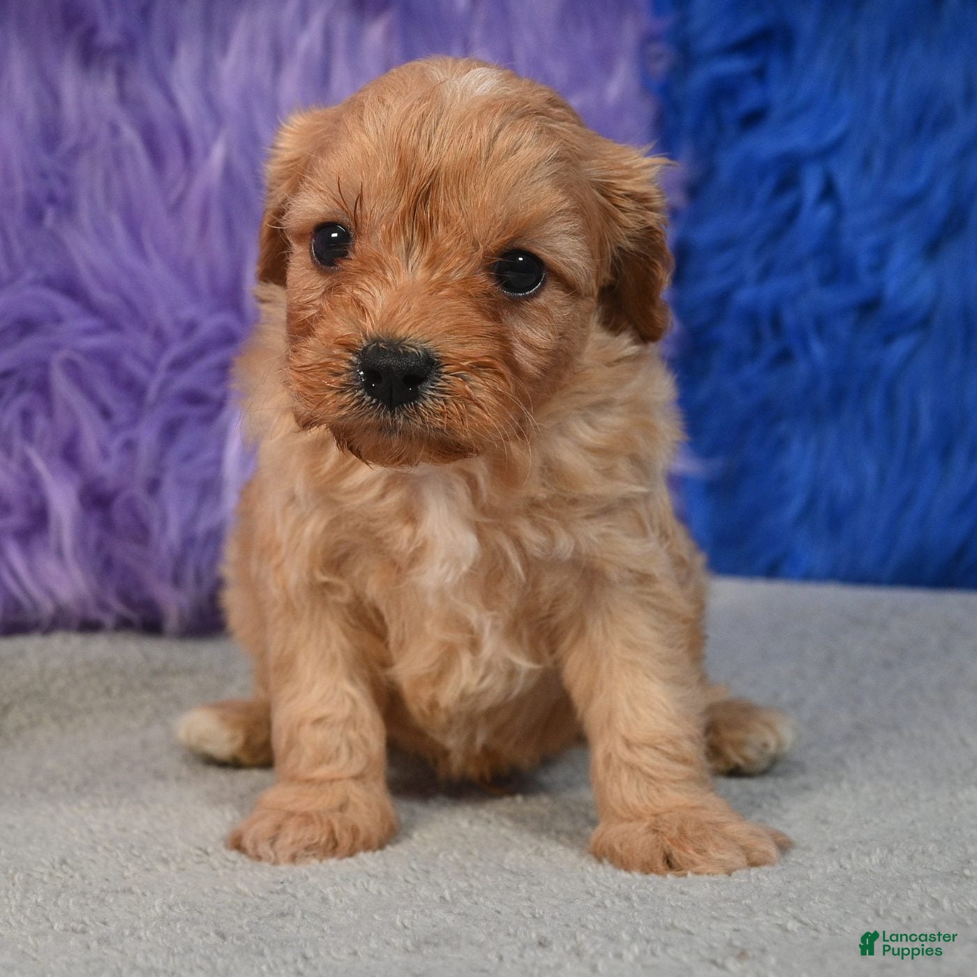 Cavapoo dogs for sale: Cavapoo 3 - Ad 1