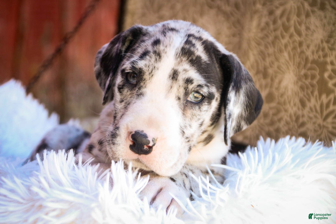 Great Dane dogs for sale: Lorelai - Ad 3