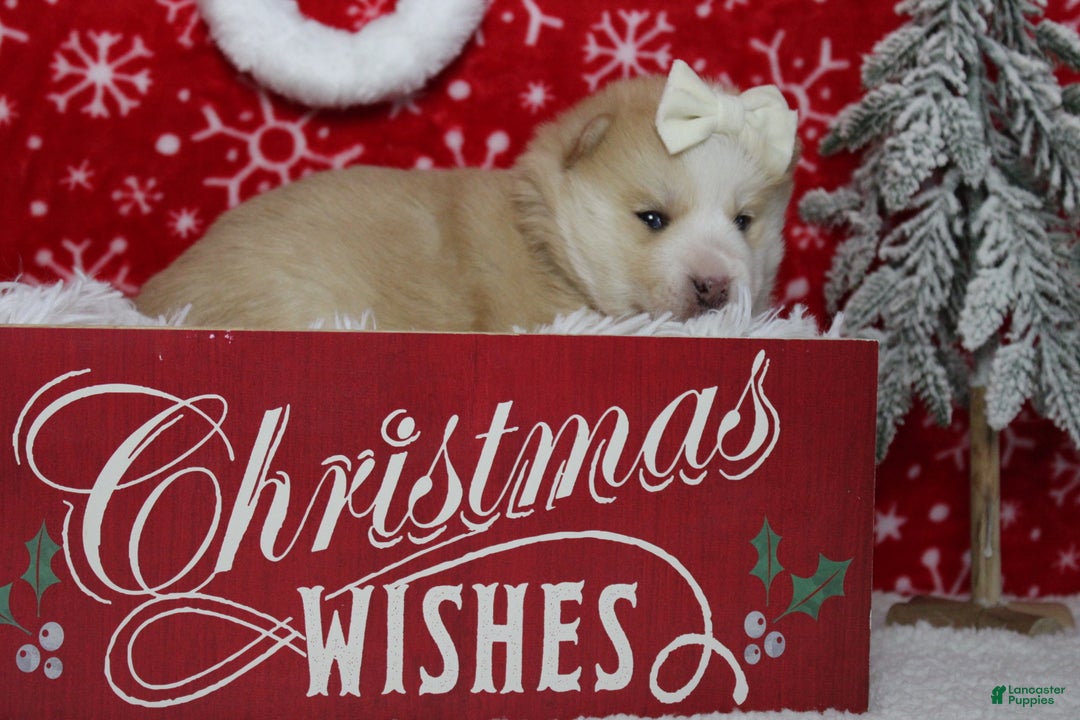 Pomsky dogs for sale: Shasta  - Ad 4
