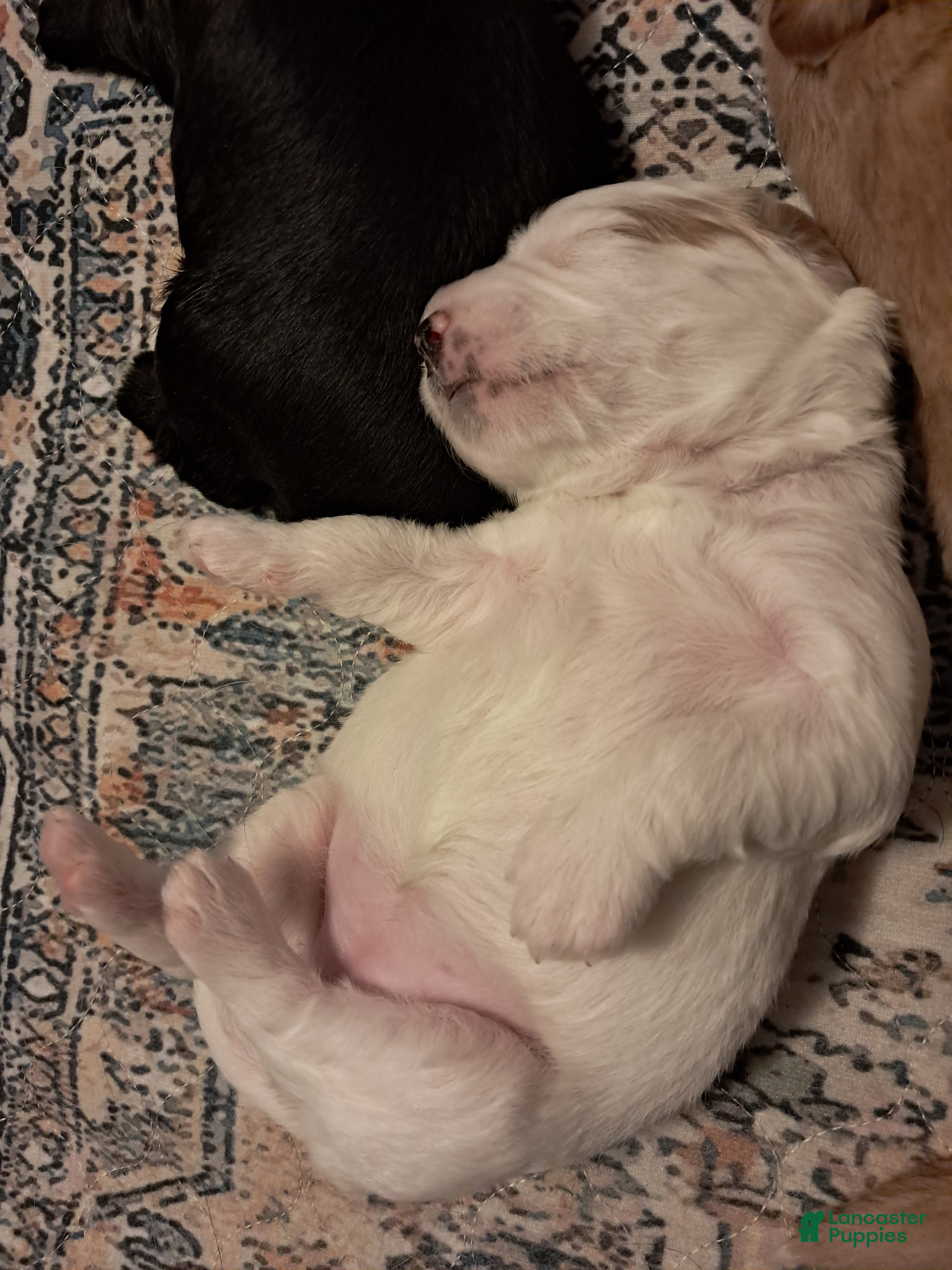 Double Doodle dogs Millie - Ad 2