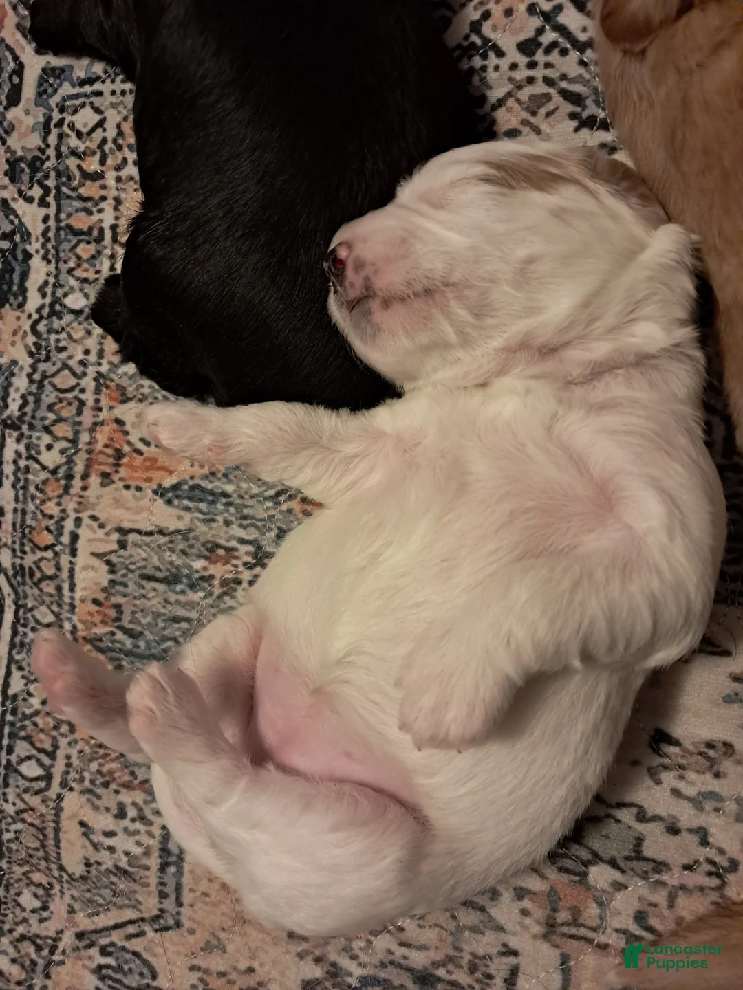 Double Doodle dogs for sale: Millie - Ad 2