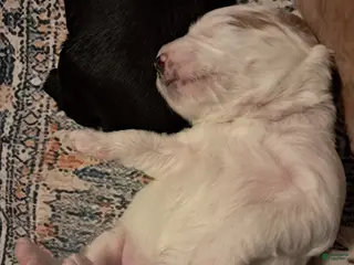 Double Doodle dogs Millie - Ad 2