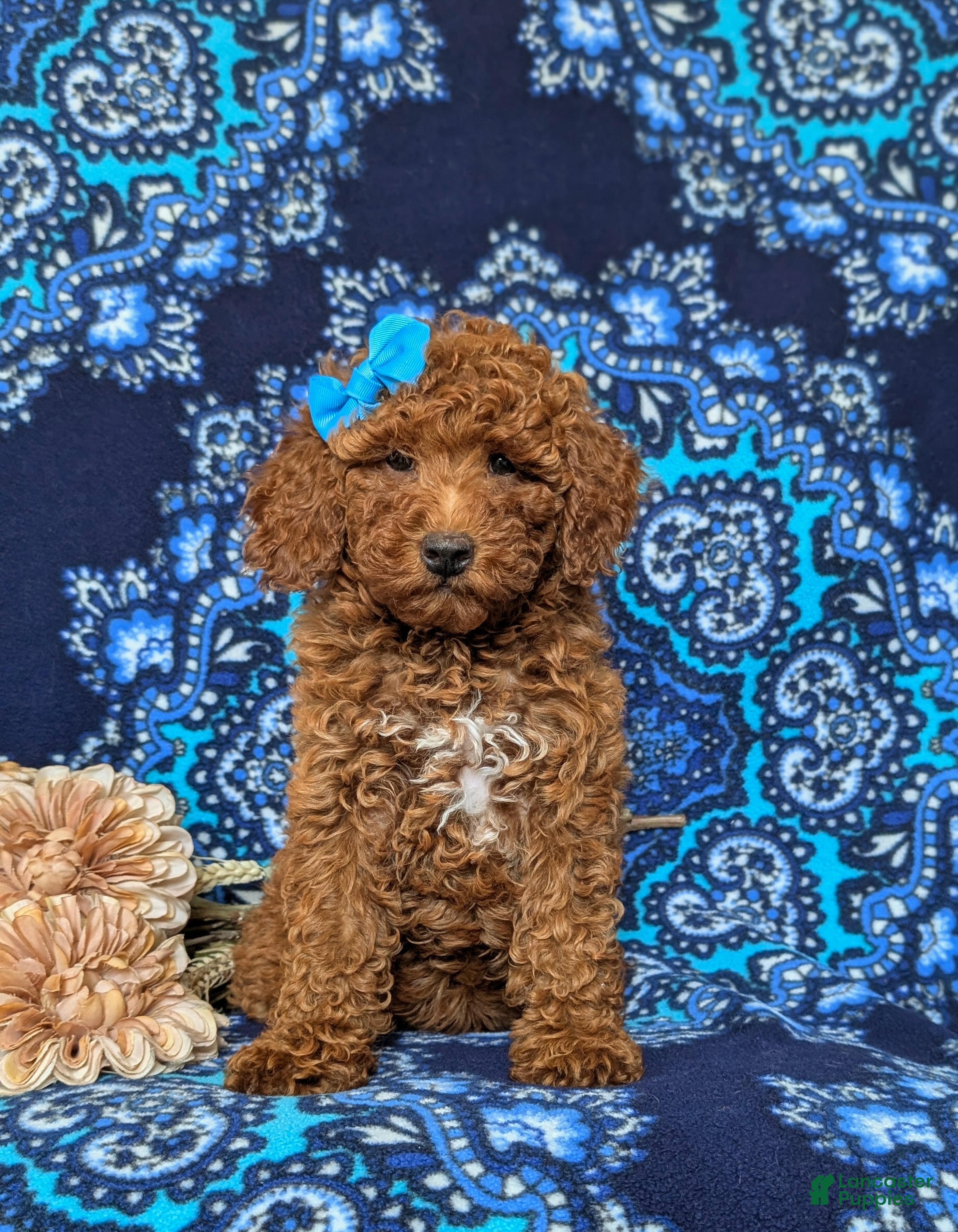 Mini Goldendoodle dogs for sale: Abriana Hypoallergenic - Ad 2
