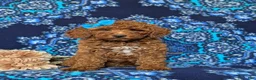 Mini Goldendoodle dogs for sale: Abriana Hypoallergenic - Ad 2