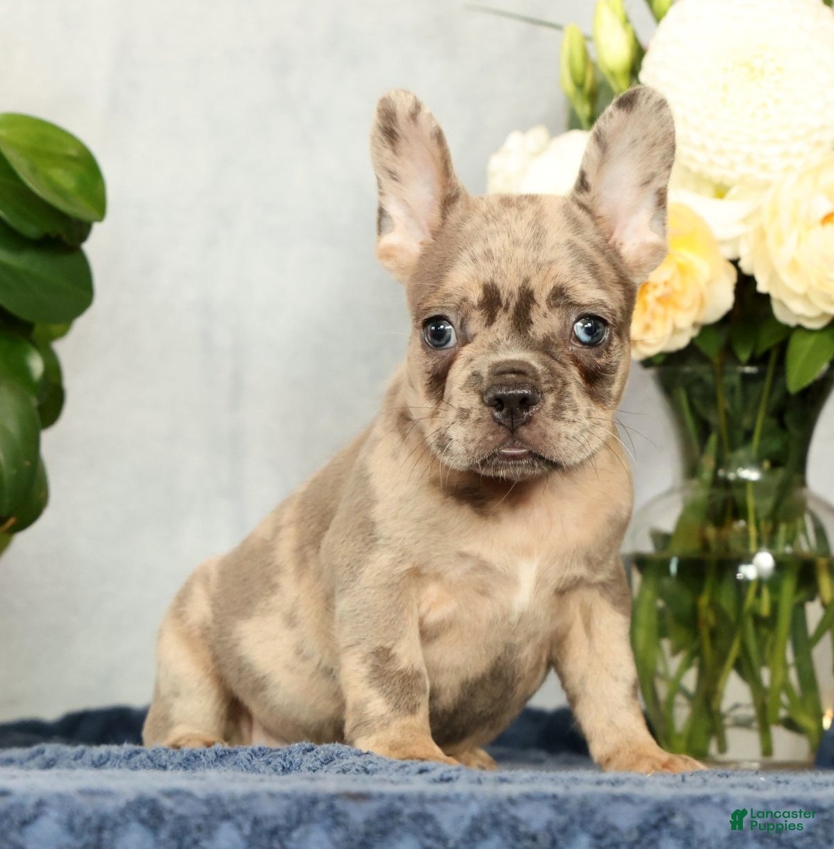 French Bulldog dogs Peter - Ad 1