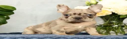 French Bulldog dogs for sale: Peter - Ad 1