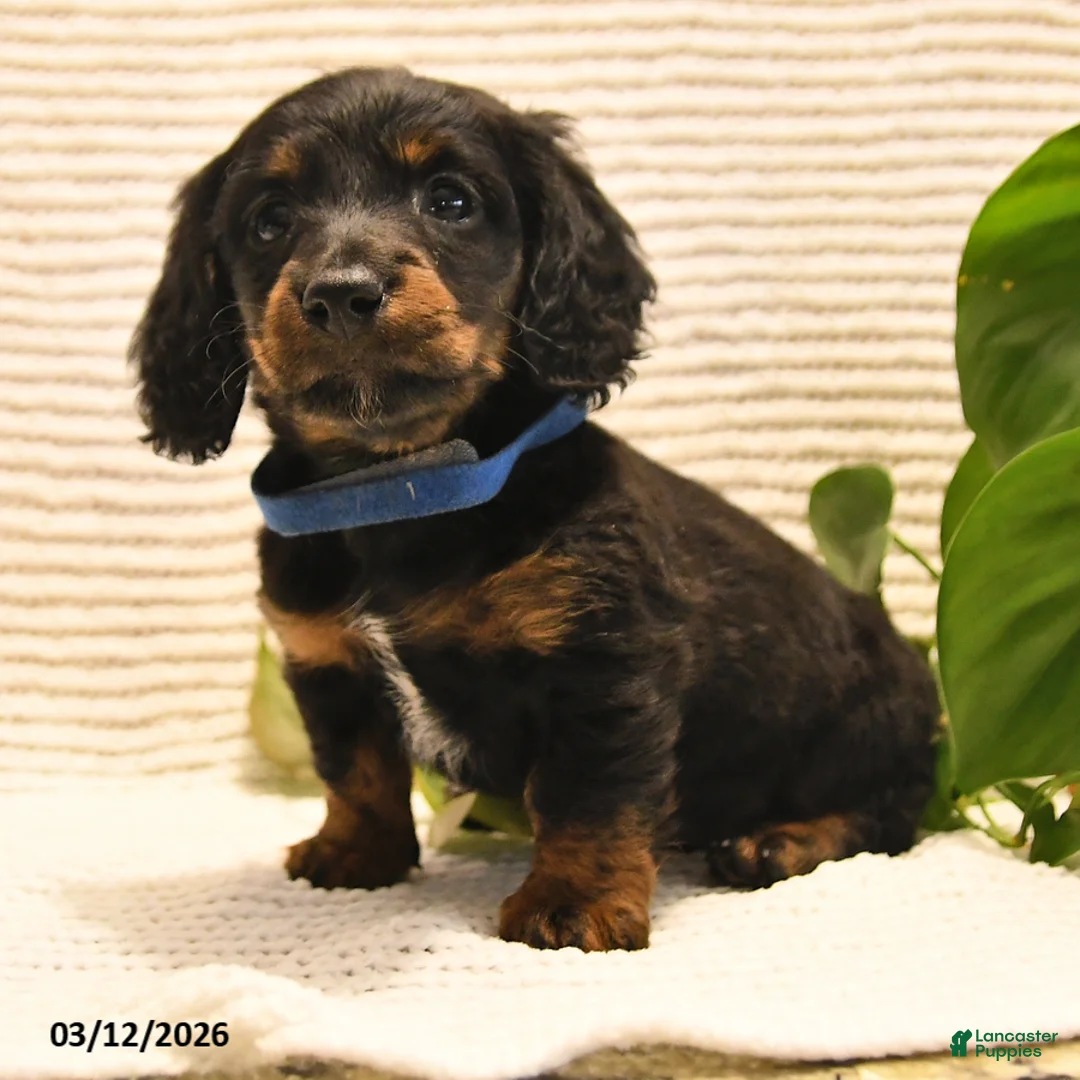Miniature Dachshund dogs for sale: Walker - Ad 2