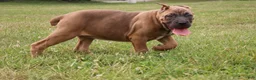 Cane Corso dogs for sale: Andromeda  - Ad 10