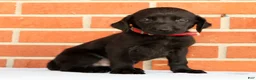 Labrador Retriever dogs for sale: Banner - Ad 8